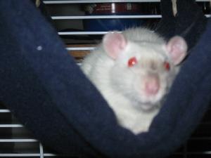 my boy cosmo.