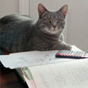Cat Calculator