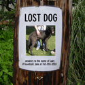 Lost Dog