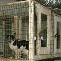 Puppy Mill