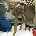 Buck