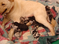 Blondie with pups