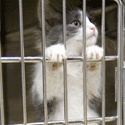 Cats in Crisis