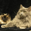 Pepper and Lucky