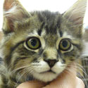 Foster Kitty
