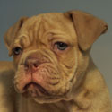 Alfred