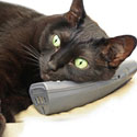 Cat on the phone